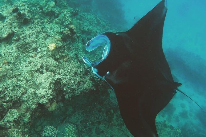 Snorkeling In Nusa Penida And Uluwatu Sunset Tours - Gamat Bay for a quieter water stop