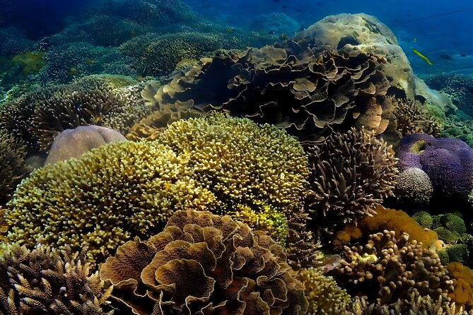 Snorkeling In Nusa Penida Departing From Bali Island - Gamat Bay: a strong opening stop