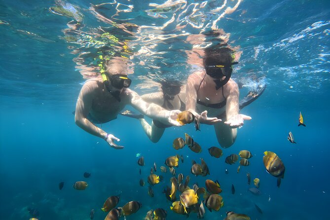 Snorkeling In Nusa Penida Island With Manta Ray From Bali - Manta Bay and the wild-animal question