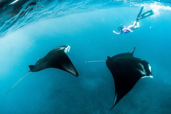 Snorkeling Manta Ray Safari in Nusa Penida - Wall Point and the final chance for sea life