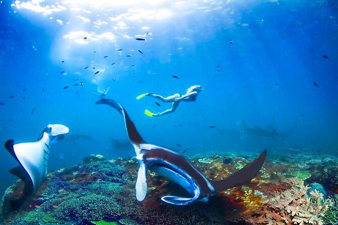 Snorkeling Manta Ray Safari in Nusa Penida - Crowds, safety, and the shared-boat tradeoff