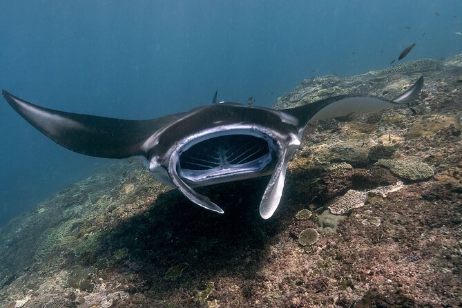 Snorkeling Manta Rays, Land Tour Tembeling Pool & Kelingking - Key points at a glance