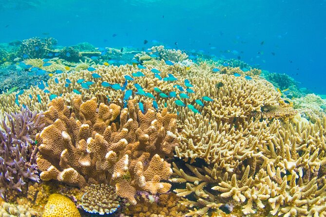 Snorkeling Manta Rays, Land Tour Tembeling Pool & Kelingking - Lunch at El Moon Penida