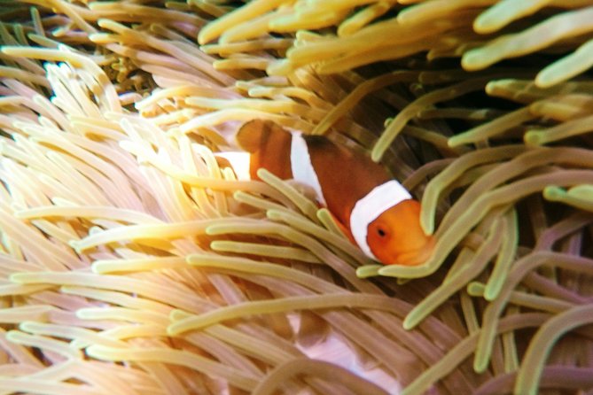 Snorkeling Package at Padang Bai Blue Lagoon - The 7:00 am start at the Sanur office