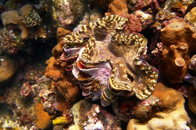 Snorkeling Package at Tulamben Liberty Shipwreck - Who Will Like This Tulamben Trip