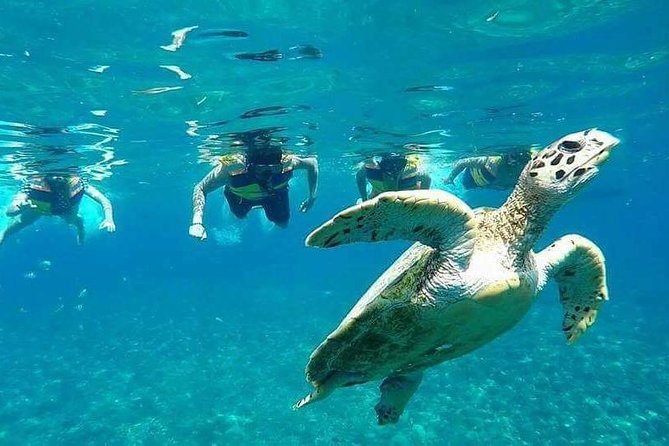 Snorkeling Tour In Gili Islands Pick Up From Lombok Or Gili - Gili Trawangan: your first look below the surface