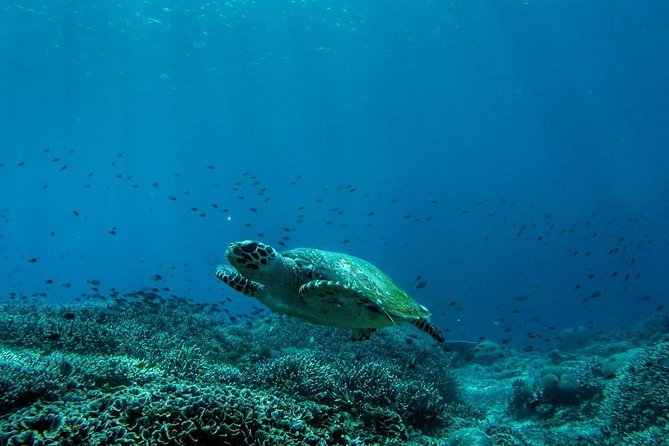 Snorkeling Trip Nusa Penida Bali - Why the manta sites make this trip special
