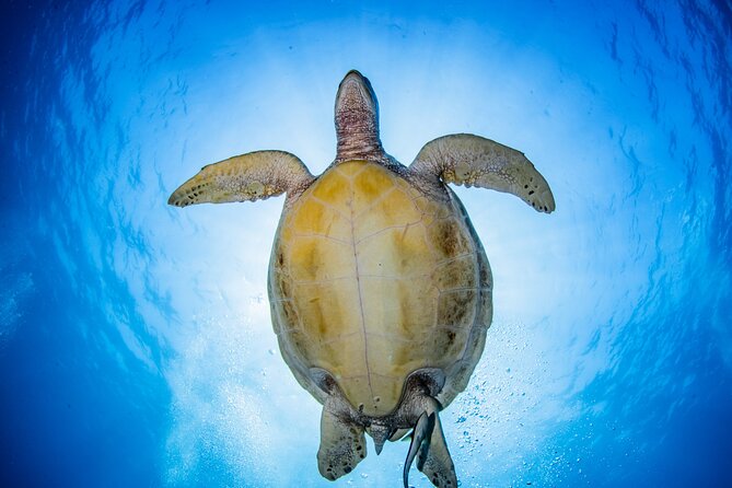 Snorkeling Trip to Menjangan Island - What the two snorkeling sessions add