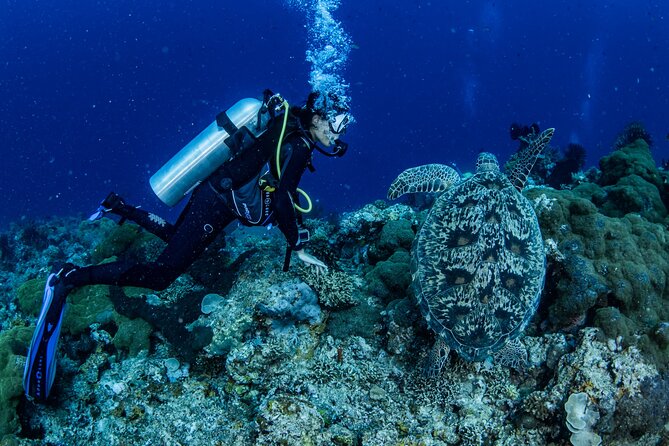 Snorkeling Trip to Menjangan Island - Is $56.59 good value?