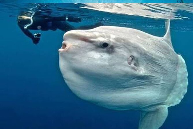 Snorkeling Trips with Manta Ray from Nusa Lembongan - A manta trip with a sensible backup plan