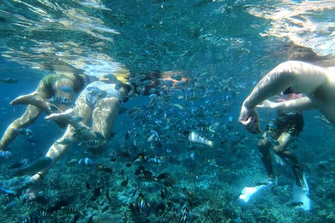 Snorkeling Trips with Manta Ray from Nusa Lembongan - Stop three: Mangrove Point near Nusa Lembongan