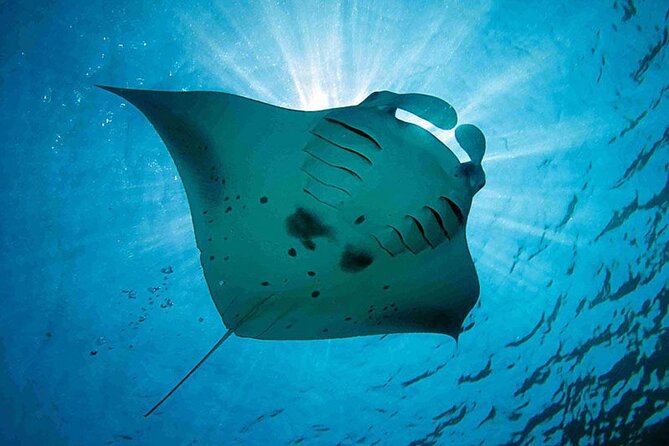 Snorkeling Trips with Manta Ray from Nusa Lembongan - Stop one: looking for manta rays at Manta Bay