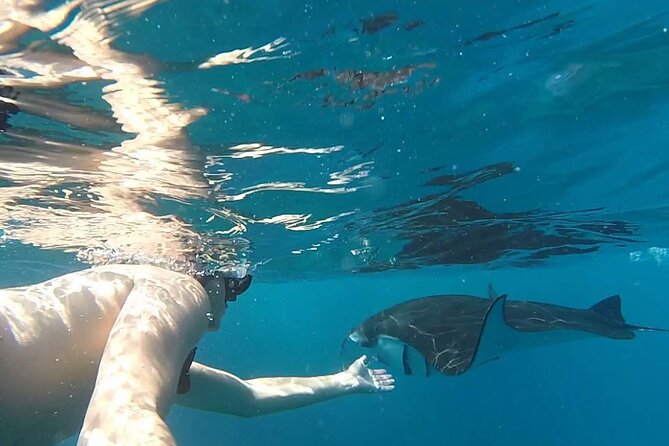 Snorkeling with Manta Rays in Their Habitat with Manta Point - GoPro photos, with one important catch