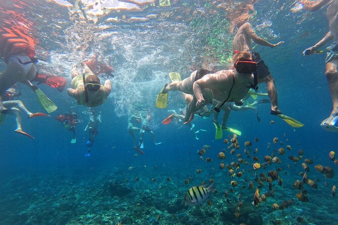 Snorkeling with Manta Rays in Their Habitat with Manta Point - What is included, and what needs checking