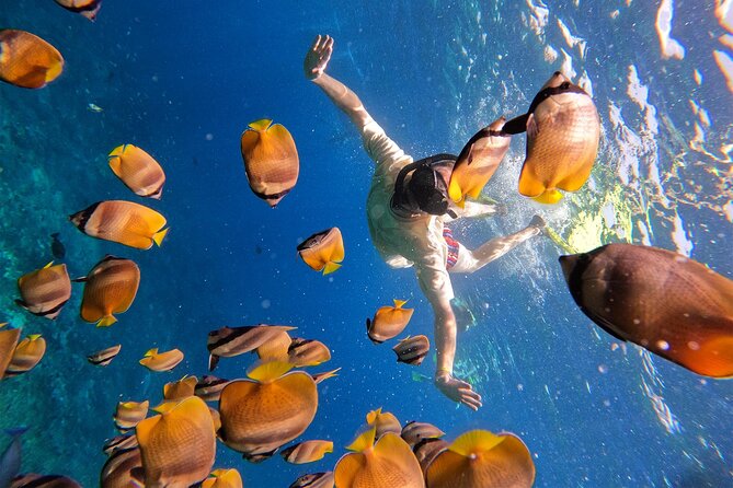 Snorkeling with Manta Rays in Their Habitat with Manta Point - Weather is the deciding factor