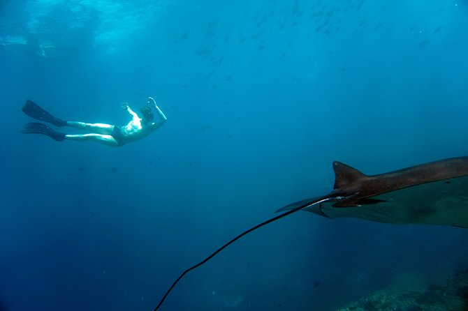 Snorkelling with Manta Rays at Nusa Penida and Lembongan - The small group is more than a marketing detail