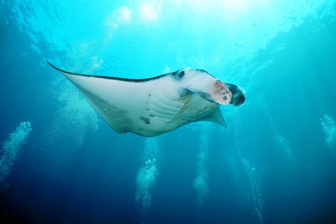 Snorkelling with Manta Rays at Nusa Penida and Lembongan - What the 7-hour schedule feels like