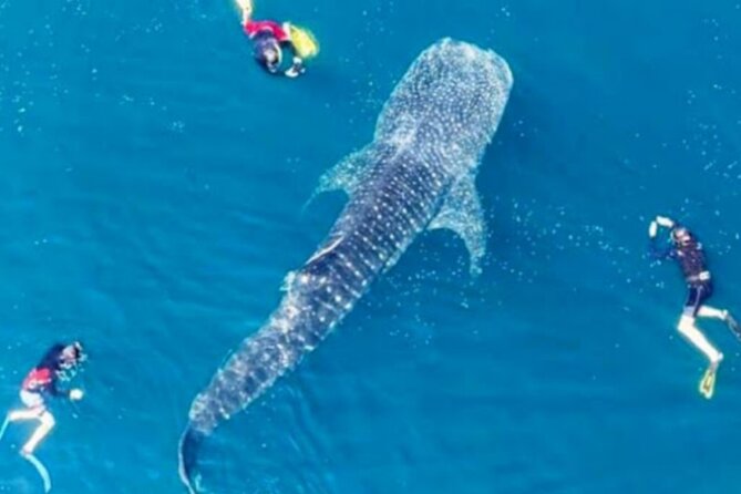Snorkling with whale shark in teluk saleh min 2 person - Saleh Bay Whale Sharks: The Main Reason to Go