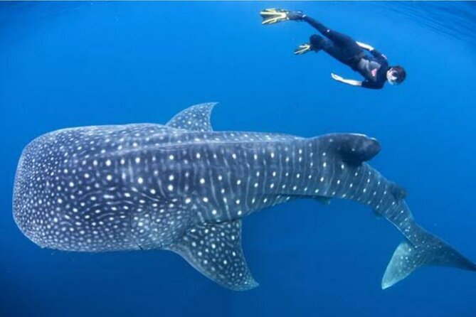 Snorkling with whale shark in teluk saleh min 2 person - The Kayangan Ferry and Six-Hour Crossing