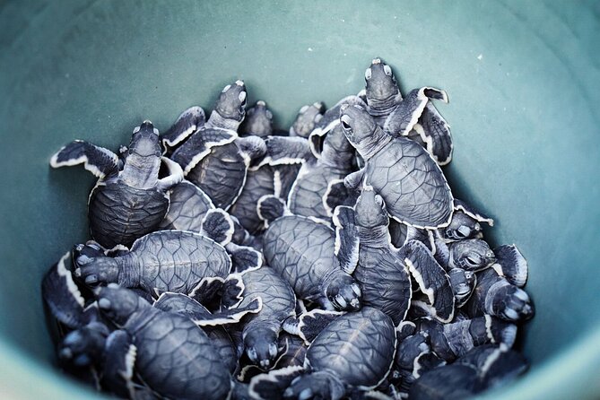 Sukamade Turtle Land Beach (2D1N) - The 6:00 am hatchling release