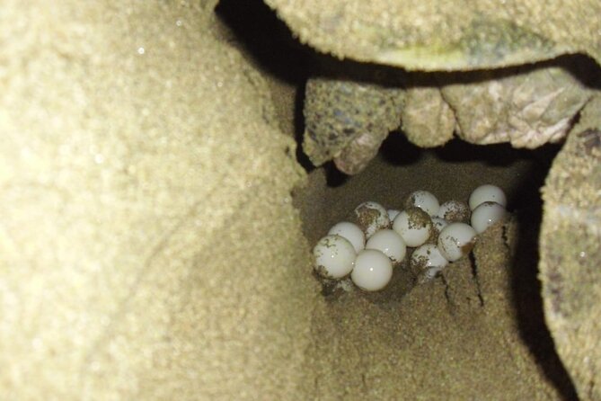Sukamade Turtle Land Beach (2D1N) - Rajegwesi Beach and local fishing life