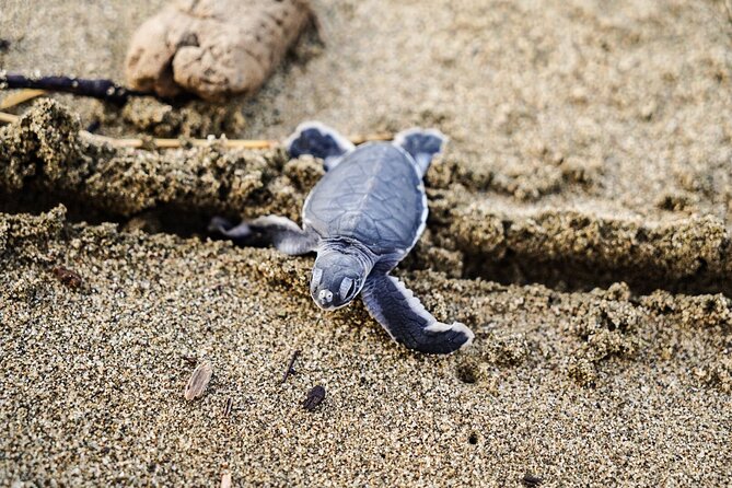 Sukamade Turtle Land Beach (2D1N) - Practical tips for making the most of Sukamade