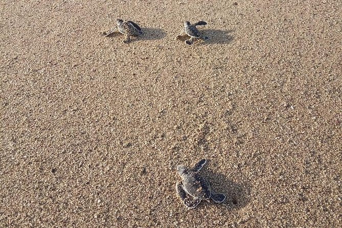 Sukamade Turtle Land Beach (2D1N) - The ride into Meru Betiri National Park