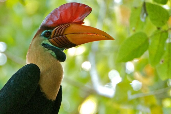 Sulawesi Tangkoko National Park Private Tour - Four hours inside Tangkoko Nature Reserve