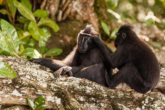 Sulawesi Tangkoko National Park Private Tour - The animals you may search for