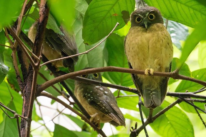 Sulawesi Tangkoko National Park Private Tour - What to consider before booking