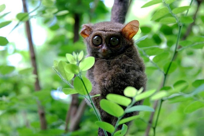 Sulawesi Tangkoko National Park Private Tour - Who should choose this Tangkoko tour?