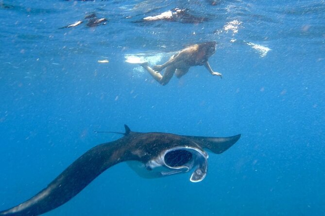 Swim with Manta Rays: Snorkeling Day Trip from Bali - Key points to know before you book