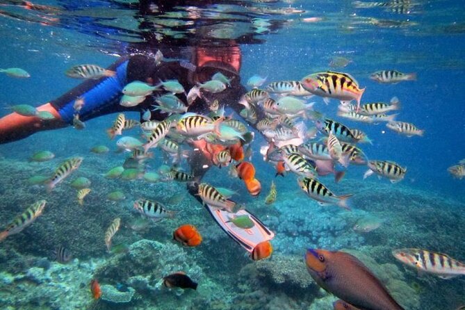 Swim with Manta Rays: Snorkeling Day Trip from Bali - Toyapakeh Wall brings fish and underwater structure