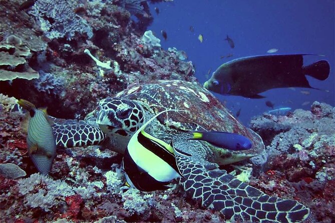 Swim with Manta Rays: Snorkeling Day Trip from Bali - A full day from Sanur to Lembongan