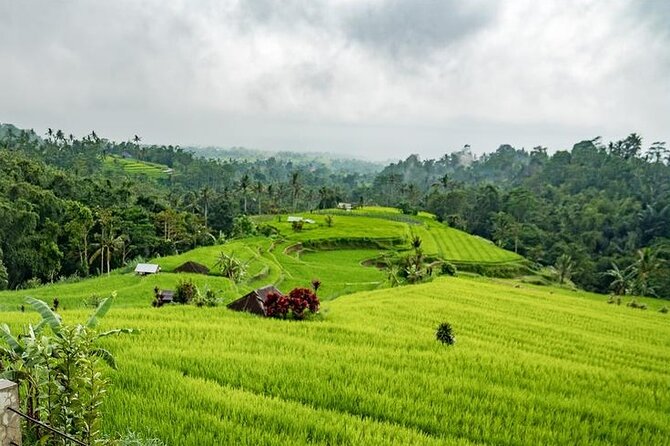 Tanah Lot and North Bali Tour: Scenic Journey - Jatiluwih puts Bali’s farming culture in view