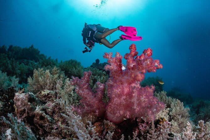 Tangkoko Bitung Manado Nature Tourism Park includes lunch. - The wildlife walk and its real demands