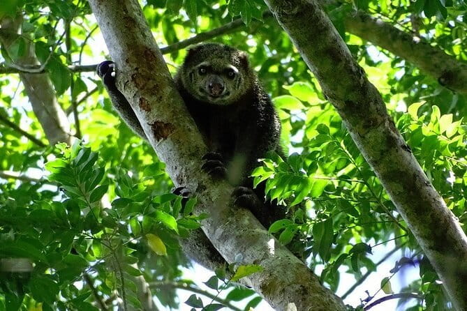 Tangkoko Bitung Manado Nature Tourism Park includes lunch. - The drive from Manado to Bitung