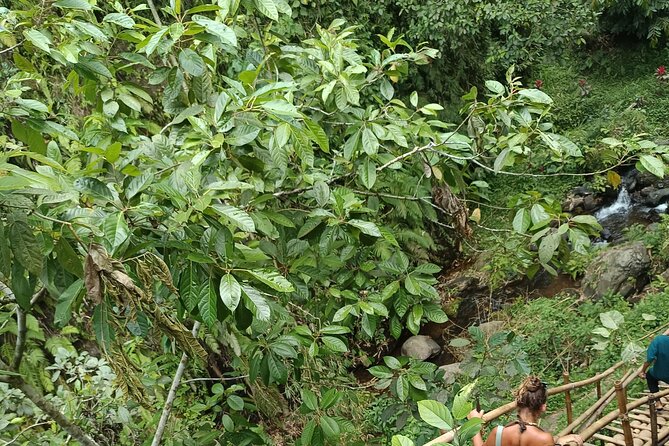 Tetebatu Guided Tour in Rice Terraces Waterfall and Monkey Forest - How the guides shape the experience