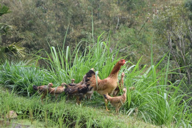 Tetebatu Walking Tour - Rice Terraces, Waterfall & Monkey Forest - Why Tetebatu makes a better walking day than a quick photo stop