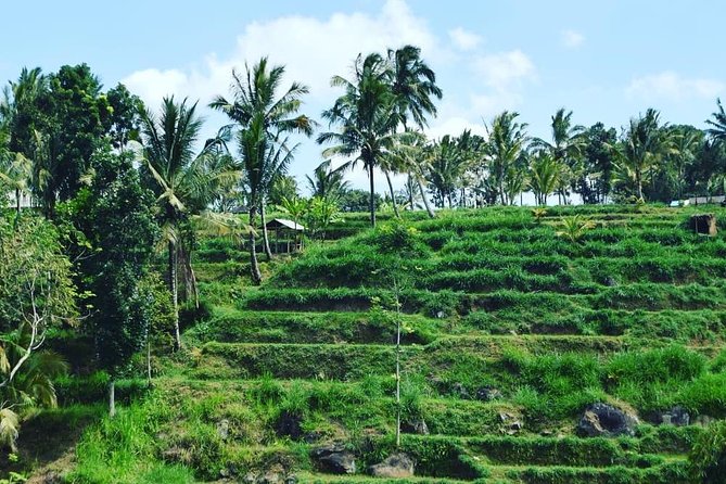 Tetebatu Walking Tour - Rice Terraces, Waterfall & Monkey Forest - Rice terraces and the rural side of Lombok