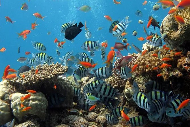 The Best 2-point Snorkeling in Padangbai: Blue lagoon and Tanjung jepun - Starting early from Nusa Dua