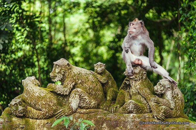 The Best of Ubud Tour and Jungle Swing - Sacred Monkey Forest Sanctuary, your first major stop
