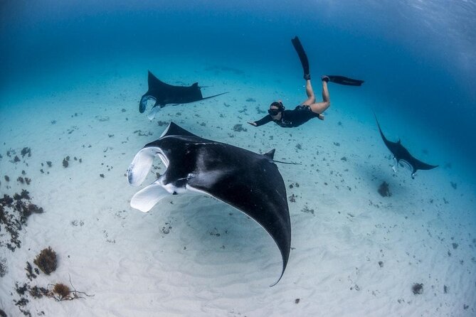 Three Islands Snorkeling (3 Spots) Manta Rays - From Lembongan - Manta Bay gives the morning its big moment