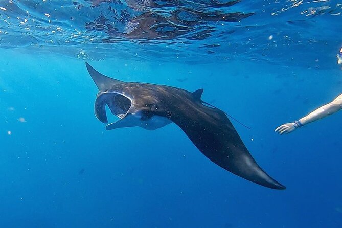 Three Islands Snorkeling (3 Spots) Manta Rays - From Lembongan - What the shared boat means in practice