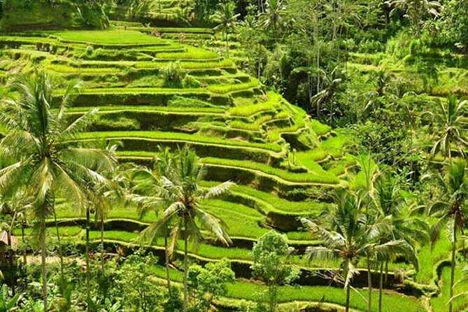 Tlaga Singha Infinity Pool, Jungle swing & Rice Terrace Trip - Who should book this experience?