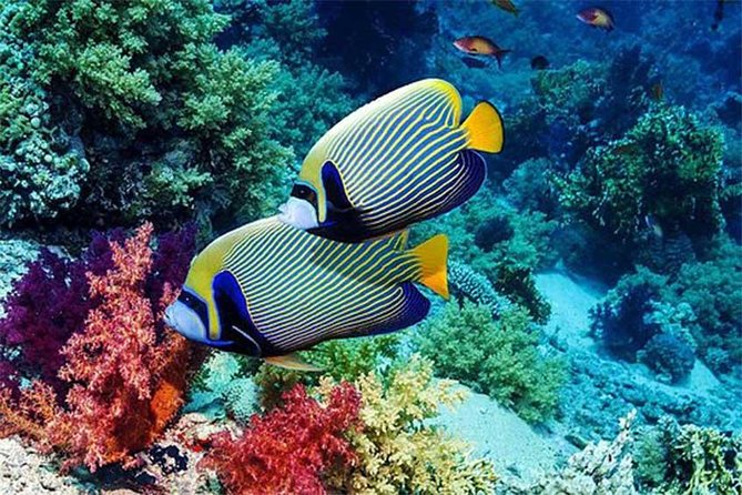 Tour Gate of Heaven at Lempuyang Temple - Blue Lagoon Snorkeling with lunch - The $51 Question: Is the Price Fair?