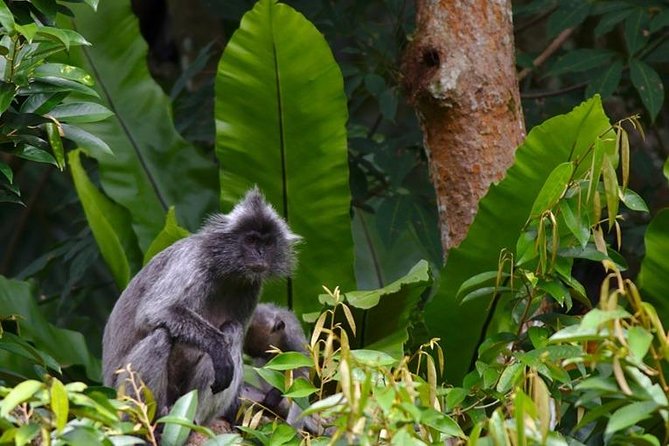 TOUR PACKAGE (jungle trekking, taxi, Room) 4 DAYS 3 NIGHTS in BUKIT LAWANG - From Medan to Bukit Lawang by private car