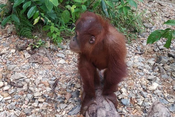 TOUR PACKAGE (jungle trekking, taxi, Room) 4 DAYS 3 NIGHTS in BUKIT LAWANG - Day four: the return to Medan