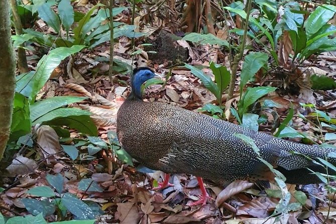 TOUR PACKAGE (jungle trekking, taxi, Room) 4 DAYS 3 NIGHTS in BUKIT LAWANG - Orangutan sightings, crowds, and responsible expectations