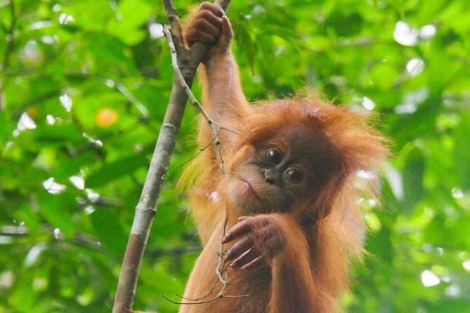 TOUR PACKAGE (jungle trekking, taxi, Room) 4 DAYS 3 NIGHTS in BUKIT LAWANG - Camp beside the river with food already prepared